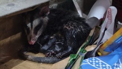 Photo of Rescataron y liberaron a una comadreja y a sus seis crías en Córdoba