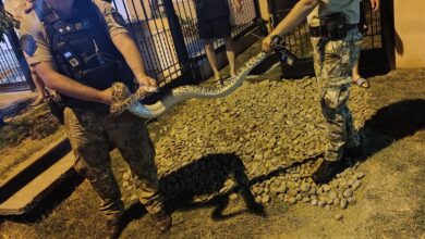 Photo of Serpiente gigante en Córdoba: la pitón reticulada que sorprendió a los vecinos