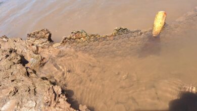 Photo of Hallazgo en Córdoba: un estudiante encontró restos de un gliptodonte en Pampayasta