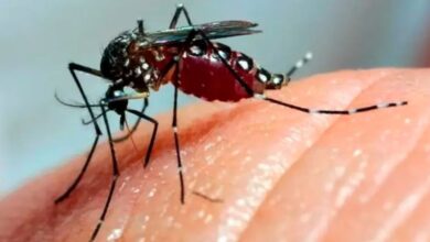 Photo of Dengue en Córdoba: se confirmaron 73 casos y baja asistencia para vacunarse