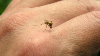 Photo of Situación del dengue en Córdoba: menor cantidad de infectados en comparación a 2024