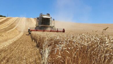 Photo of La ola de calor impacta en el agro: hay tiempo para «salvar» los cultivos tardíos