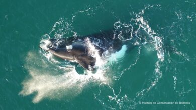 Photo of Cómo hacer para adoptar una ballena y aportar a su conservación