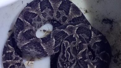 Photo of Córdoba: capturan una serpiente Yarará en el patio de una vivienda