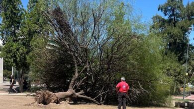 Photo of Córdoba: un árbol de gran porte cayó sobre un hombre en Plaza Alberdi