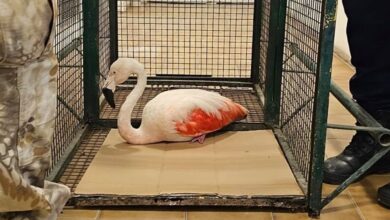 Photo of Sorpresa por la presencia de un flamenco austral en los alrededores del Aeropuerto Córdoba