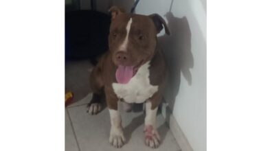 Photo of Otra vez, un pitbull ataca en Córdoba: escapó para lanzarse contra una mujer de 72 años