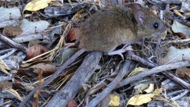 Photo of Hantavirus: una muerte fulminante y 24 personas en aislamiento