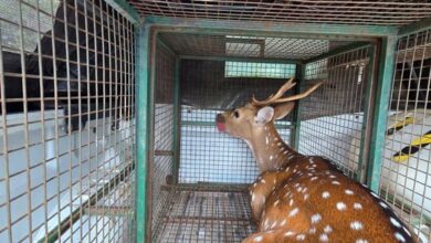 Photo of Un «bambi» suelto en Córdoba: recorrió el Parque Sarmiento, Ciudad Universitaria y barrio Observatorio