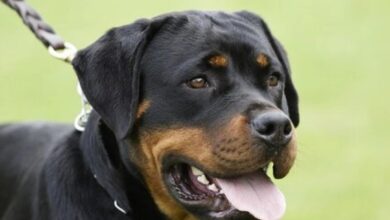 Photo of Un Rottweiler atacó a un hombre de 81 años