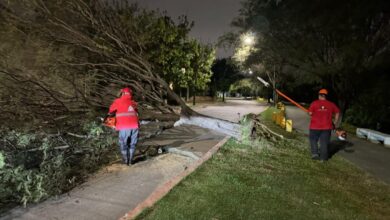 Photo of Temporal en Córdoba: caída de árboles y complicaciones en la ciudad
