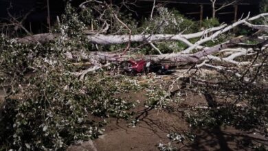 Photo of Córdoba: dos personas heridas tras caer un árbol sobre la moto en la que circulaban