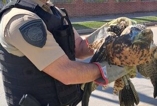 Photo of Capturaron un águila mora herida y deambulando por barrio Inaudi