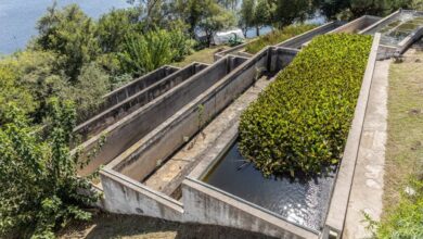 Photo of Más «tosqueritos» para el lago San Roque: peces que comen larvas de mosquitos