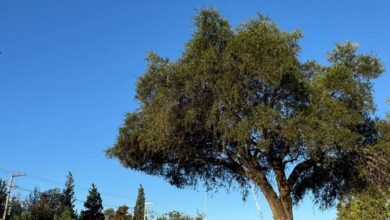 Photo of Un árbol, por los miles que no supimos cuidar