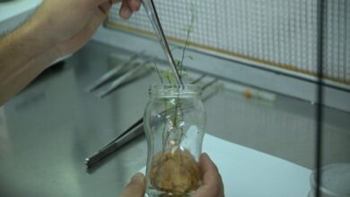 Photo of Científicos cordobeses investigan el cultivo in vitro del algarrobo blanco