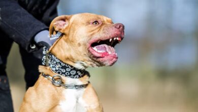 Photo of Córdoba: un pitbull mordió a un bebé de nueves meses en la cabeza