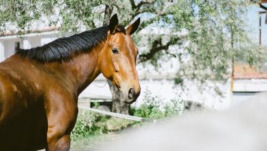 Photo of Chocó con un caballo suelto, quedó con incapacidad y culpó a la municipalidad