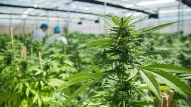 Photo of El gobierno suma obstáculos con nuevos requisitos para el uso y el cultivo de marihuana