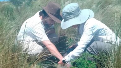 Photo of Las actividades humanas atentan contra la biodiversidad vegetal