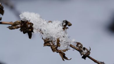 Photo of ¡Nieve en Córdoba!: comenzaron a caer los primeros copos en Altas Cumbres