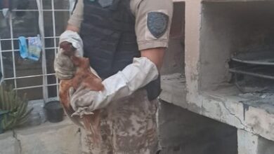 Photo of Un faisán en el patio: fue encontrado en una vivienda de la ciudad de Córdoba