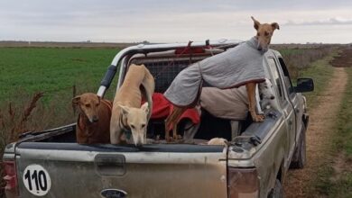 Photo of Caza con jauría en Córdoba: dieciséis perros rescatados y quince personas demoradas