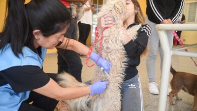 Photo of Campaña gratuita de vacunación y desparasitación de mascotas en Córdoba