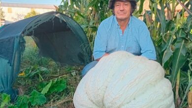 Photo of Récord en Córdoba: cosechó un zapallo de 111 kilos