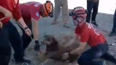Photo of Video: rescataron a un perrito que cayó a un pozo de 7 metros de profundidad
