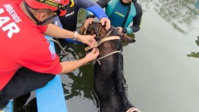 Photo of Córdoba: rescataron a un caballo que cayó a una pileta