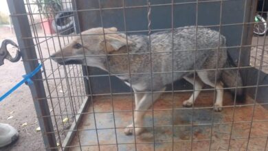 Photo of Rescataron un cachorro de zorro gris en un allanamiento