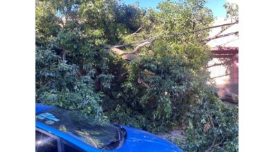 Photo of Pudo haber sido una catástrofe: un gigantesco árbol se vino abajo en barrio Cofico de Córdoba