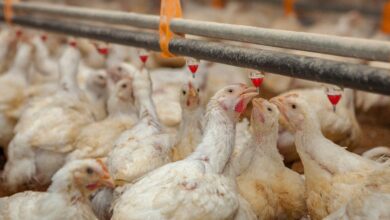 Photo of Por brote aviar, Argentina suspende la importación de pollo desde Brasil