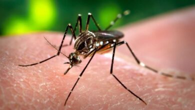 Photo of Dengue en Córdoba: la temporada 2024-2025 marca una gran caída de casos