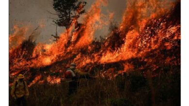 Photo of Pérdidas récord: los incendios fueron la principal causa de deforestación en el mundo