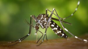 Photo of OPERATIVO DE CONTROL DE DENGUE Y MUESTREO LARVARIO EN LAS VARILLAS