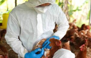 Photo of Brasil suspendió exportaciones de pollo a Argentina, China y la UE