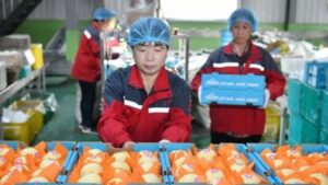 Photo of China exporta 2.597 cajas de peras frescas a la Argentina