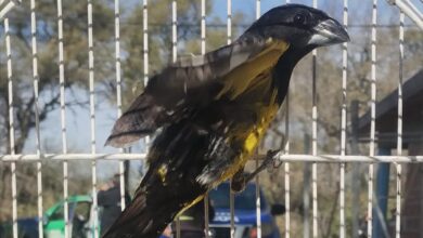 Photo of San Alberto: Policía Ambiental recuperó fauna silvestre tras allanar cuatro viviendas