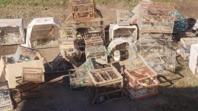Photo of Policía Ambiental rescató a más de noventa aves exóticas en ciudades de Córdoba