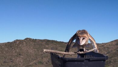 Photo of El Parque de la Biodiversidad liberó una variedad de aves que estaban en rehabilitación