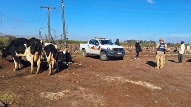 Photo of Faena clandestina en Córdoba: secuestraron miles de kilos de carne en mal estado