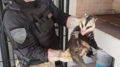 Photo of Rescataron una comadreja overa que se había refugiado dentro de un asador en barrio Alejandro Centeno