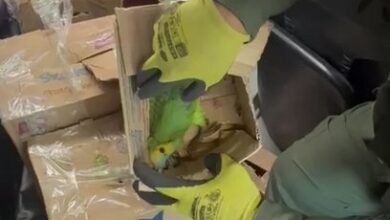 Photo of Córdoba: Gendarmería Nacional encontró aves silvestres dentro de cajas en un colectivo