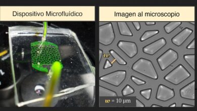 Photo of ¿Sabías que un gramo de tierra puede tener 10.000 millones de microorganismos?