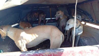 Photo of Caza en Córdoba: detuvieron a 41 personas y rescataron a 75 perros