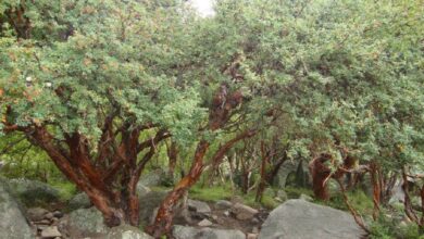 Photo of Aritmética del jardín y del bosque