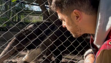 Photo of El oso hormiguero: su regreso tras la extinción y sus curiosidades