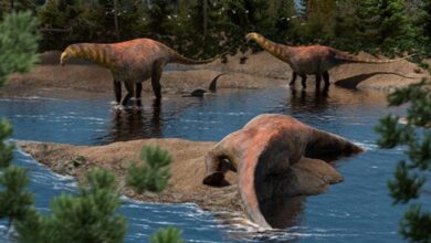 Photo of Descubren los restos de un dinosaurio de 95 millones de años en Argentina